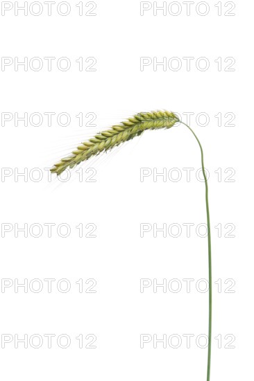 Winter rye, rye (Secale cereale), cereals, optional, Dinklage, Lower Saxony, Germany