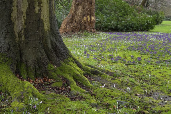 Crocuses (Crocus) and beech tree in Oldenburg Castle Park, Oldenburg, Lower Saxony, Germany