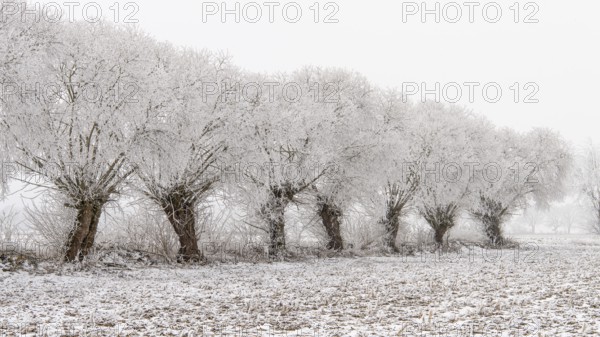 Winter willows in snow, Vechta, Lower Saxony, Germany