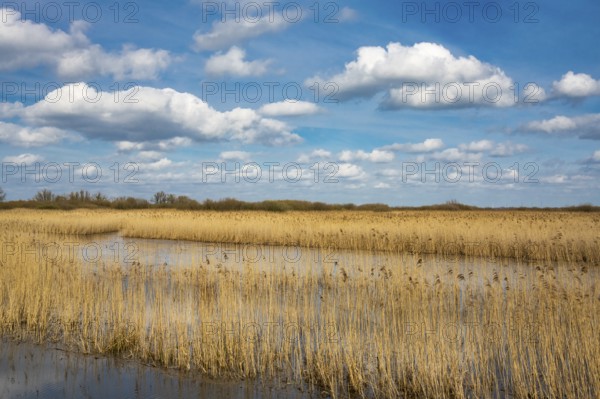 Reeds on the banks of Dümmer, Lake Dümmer, Hüde, Lower Saxony, Germany