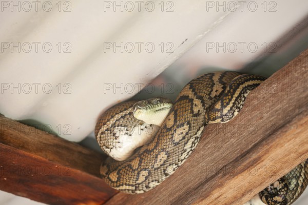 Snake relaxing under a corrugated roof in a local carpark. Resting carpet python, Byron Bay, New South Wales, Australia