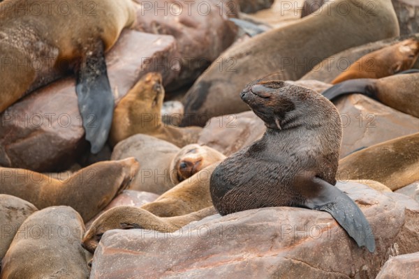 Seal colony, fur seal, Cape fur seal (Arctocephalus pusillus), Cape Cross, Atlantic coast, Namibia