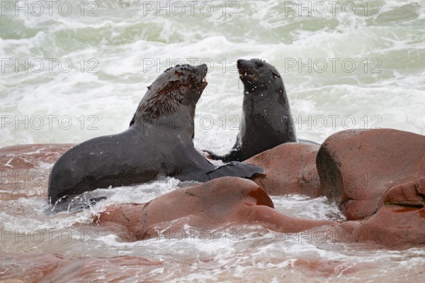 Male fur seals fighting for territory, Cape fur seal (Arctocephalus pusillus), Cape Cross, Atlantic coast, Namibia