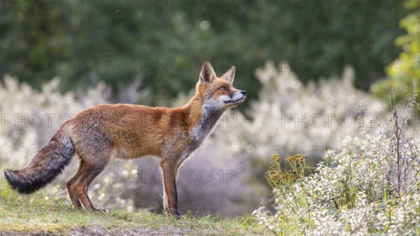 Attentive fox (Vulpes vulpes) on a tree, Zandvoort, Netherlands