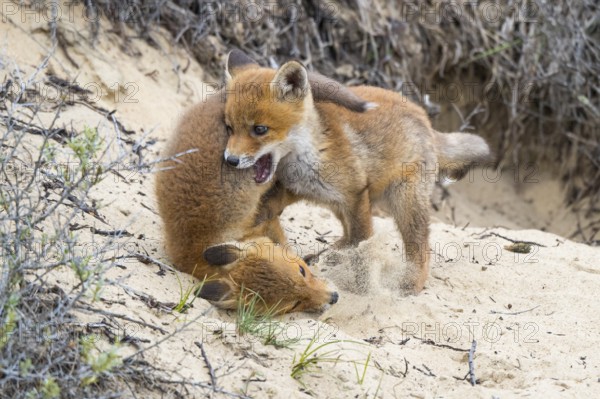 Fox (Vulpes vulpes), puppy, young fox, cute, Zandvoort, Netherlands