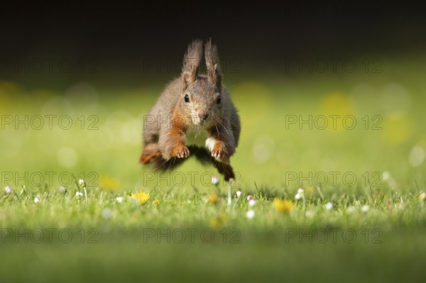 Running squirrel (ciurus vulgaris), Vechta, Lower Saxony, Germany