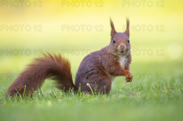 Squirrel (ciurus vulgaris), Vechta, Lower Saxony, Germany