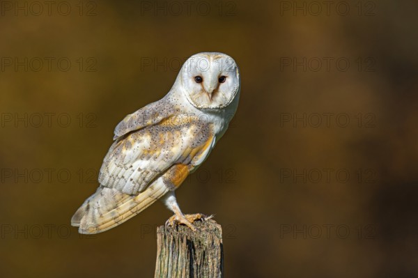 Barn owl (Tyto alba) in the evening light, Oldenburger Münsterland, Vechta, Lower Saxony, Germany
