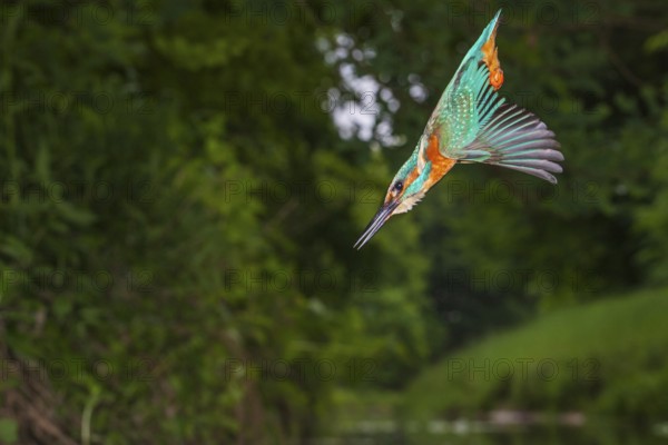 Kingfisher (Alcedo atthis) hunting, Vechta, Lower Saxony, Germany