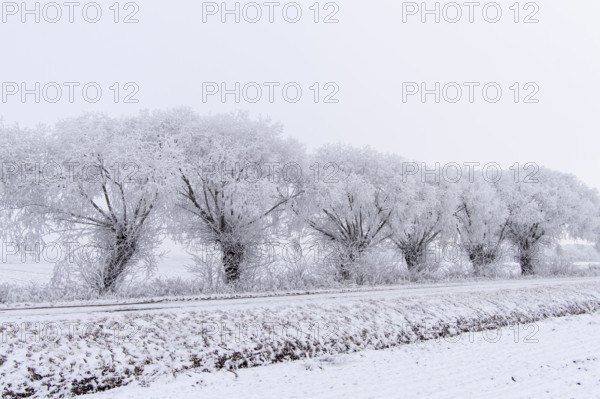 Willows in snow, winter, Vechta, Lower Saxony, Germany