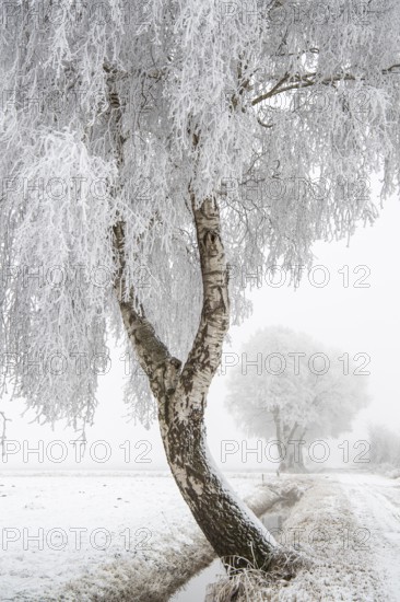 Birch (Betula) in hoarfrost in winter, snow, Vechta, Lower Saxony, Germany