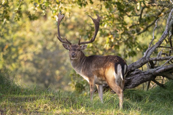 Fallow deer (dama dama), male, deer, Zandvoort, North Holland, Netherlands