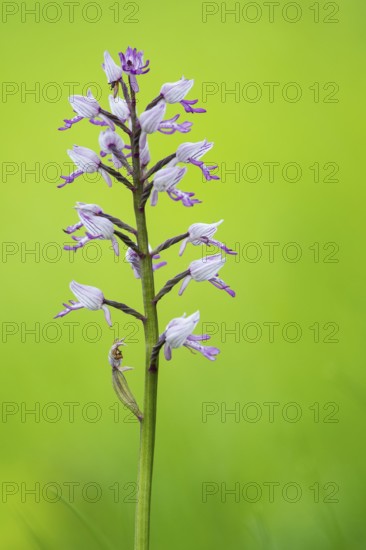 Helm's-orchid (Orchis militaris), Leutra, Jena, Thuringia, Germany