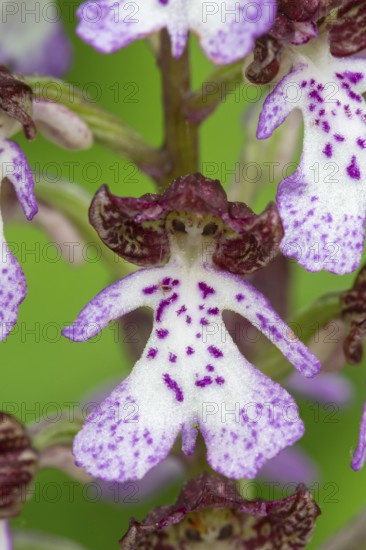 Purple Orchid (Orchis purpurea), Leutra, Jena, Thuringia, Germany