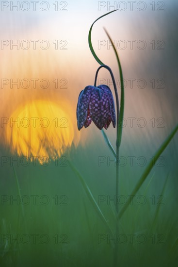 Snake's Head Fritillary (Fritillaria meleagris) at sunrise in a wet meadow in spring, Berne, Lower Saxony, Germany