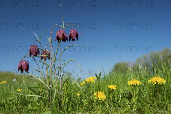 Snake's Head Fritillary (Fritillaria meleagris) in a wet meadow in spring, Berne, Lower Saxony, Germany