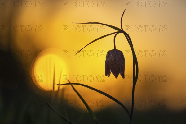 Snake's Head Fritillary (Fritillaria meleagris) at sunrise in a wet meadow in spring, Berne, Lower Saxony, Germany