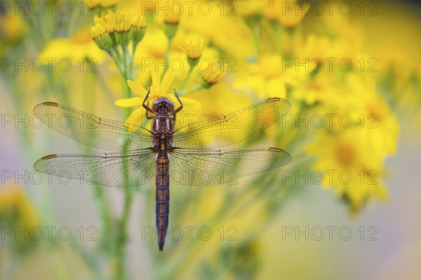 Marsh dragonfly (Sympetrum depressiusculum), Ahlhorn, Lower Saxony, Germany