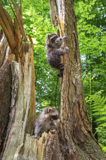 Young raccoon (Procyon lotor) on a discovery tour, Steinhagen, North Rhine-Westphalia, Germany