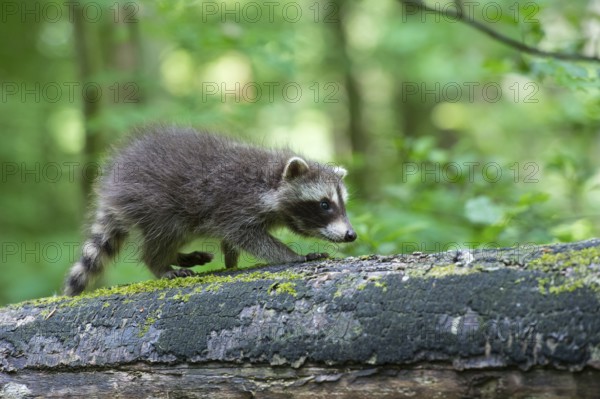 Young raccoon (Procyon lotor) on a discovery tour, Steinhagen, North Rhine-Westphalia, Germany