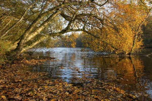Autumn in the Ahlhorn Fish Ponds Nature Reserve of the Lower Saxony State Forests, Ahlhorn, Lower Saxony, Germany