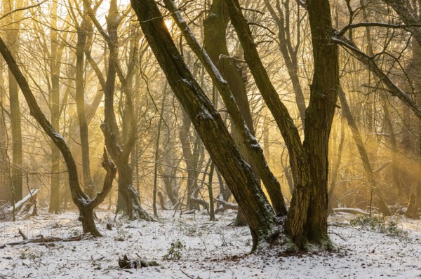 Winter in the jungle tree trail with ancient trees in the Ahlhorner Fischteiche nature reserve, Emstek, Lower Saxony, Germany