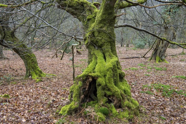 Old trees with dead wood in the Hudewald Urwald tree trail in the Ahlhorner Fischteiche nature reserve, Oldenburger Münsterland, Emstek, Lower Saxony, Germany