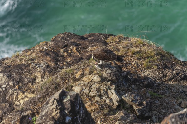 Daytime capture of an osprey holding a fish on rocks at Cape Byron, New South Wales, Australia