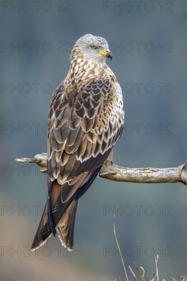 Red kite (Milvus milvus), sitting on a branch, Münster, Tyrol, Austria