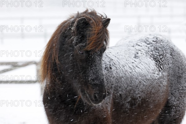 Icelandic horse (Equus islandicus) covered with snow and ice in winter in a snowstorm, Schleswig-Holstein, Germany