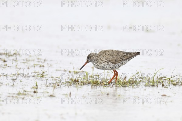 Redshank (Tringa totanus) standing on a flooded meadow in the morning mist, snipe bird, spring, wildlife, Hüde, Ochsenmoor, Dümmer See, Hüde, Lower Saxony, Germany