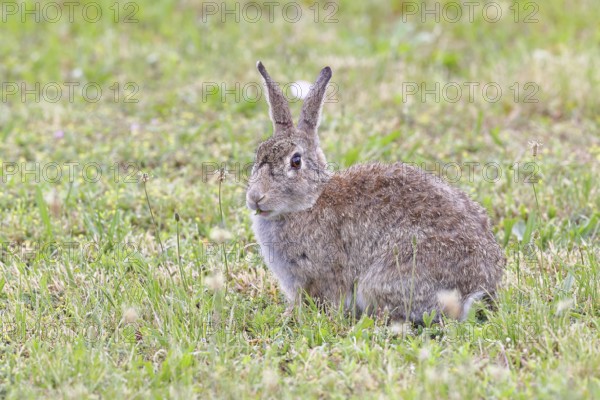 Wild rabbit (Oryctolagus cuniculus), sitting in a meadow, adult, alert, wildlife, animals, rodent, Podersdorf, Lake Neusiedl-Seewinkel National Park, Burgenland, Austria