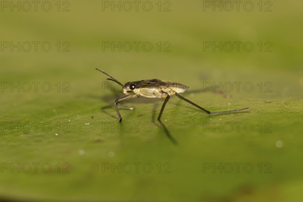 Common pond skater (Gerris lacustris) adult insect on a water lily pad or leaf on the water surface of a garden pond, England, United Kingdom