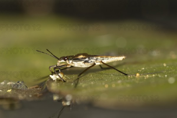Common pond skater (Gerris lacustris) adult insect feeding on a Whitefly on a water lily pad or leaf on the water surface of a garden pond, England, United Kingdom