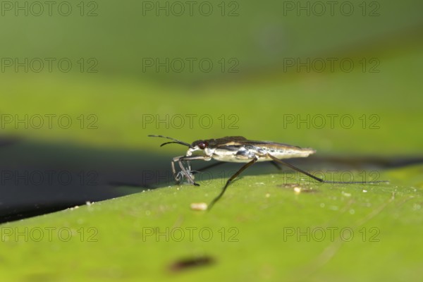 Common pond skater (Gerris lacustris) adult insect feeding on an aphid on a water lily pad or leaf on the water surface of a garden pond, England, United Kingdom