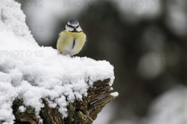 Blue tit (Parus caerulea), Emsland, Lower Saxony, Germany