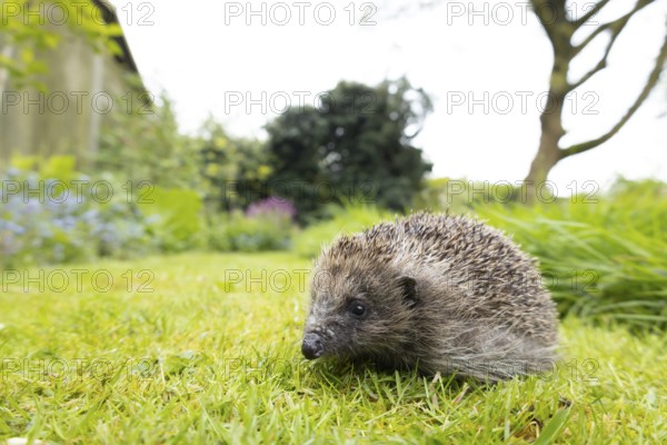European hedgehog (Erinaceus europaeus) adult animal on a garden grass lawn next to a patch of long grass, England, United Kingdom