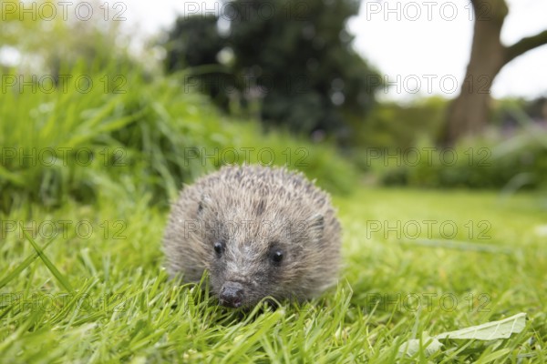 European hedgehog (Erinaceus europaeus) adult animal on a garden grass lawn, England, United Kingdom
