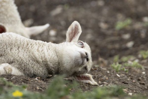 Domestic sheep (Ovis aries) juvenile baby lamb farm animal laying its head on the ground, England, United Kingdom