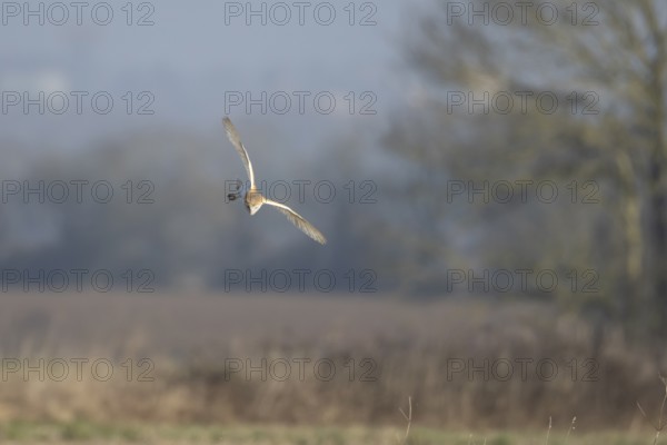 Barn owl (Tyto alba) adult bird of prey hunting in flight over grassland, England, United Kingdom
