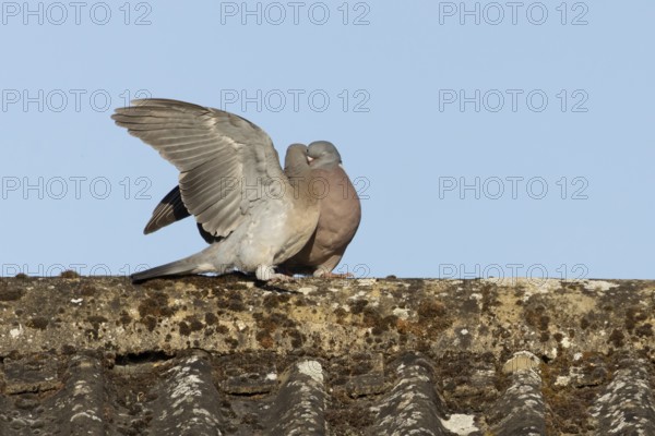 Wood pigeon (Columba palumbus) adult garden bird feeding a juvenile baby squab bird on a house roof in summer, England, United Kingdom