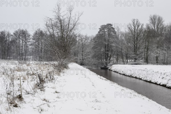 Winter landscape with black alder (Alnus glutinosa) along a ditch, Emsland, Lower Saxony, Germany