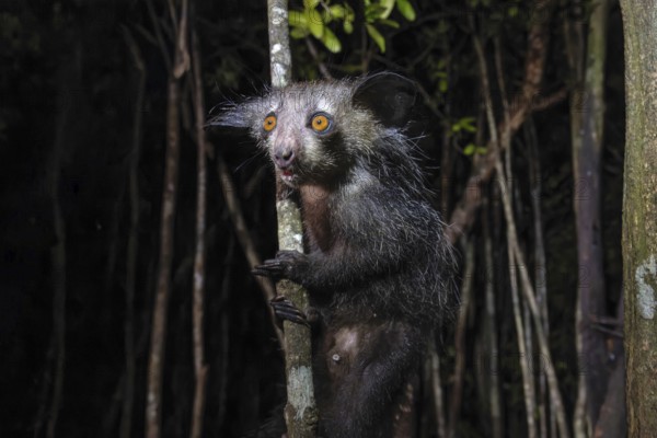 Aye-aye (Daubentonia madagascariensis) in the lowland rainforests of eastern Madagascar