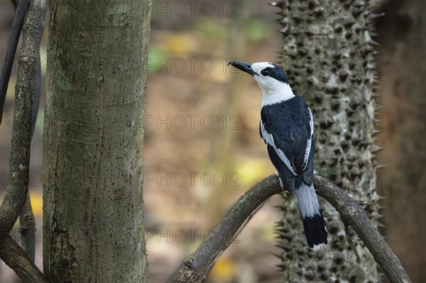 Hookbill vanga (Vanga curvirostris) in the Ankarafantsika dry forests in western Madagascar