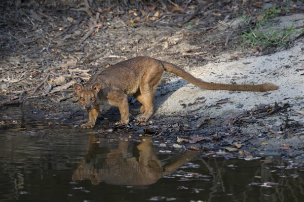 Fossa, Fossa creeping cat (Cryptoprocta ferrox) in the Kirindy dry forests of western Madagascar