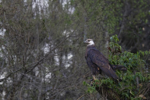 Madagascar Fish-Eagle, Malagasy Fish-Eagle (Haliaeetus vociferoides) in the dry forests of Ankarafantsika in western Madagascar