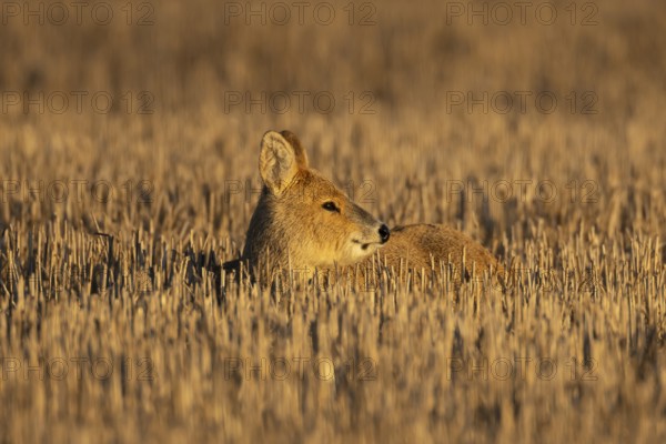 Chinese water deer (Hydropotes inermis) adult animal resting in a farm stubble field, England, United Kingdom
