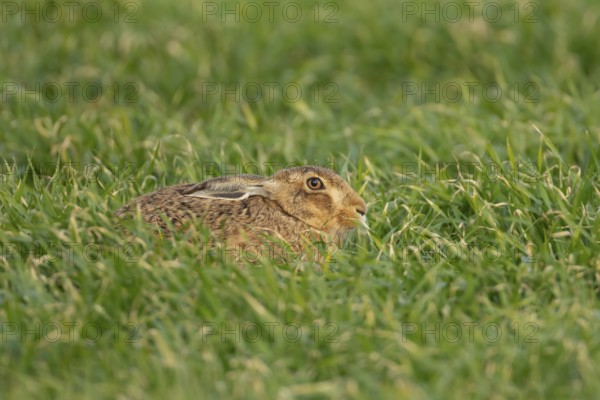 European brown hare (Lepus europaeus) adult animal in a farmland field in springtime, England, United Kingdom