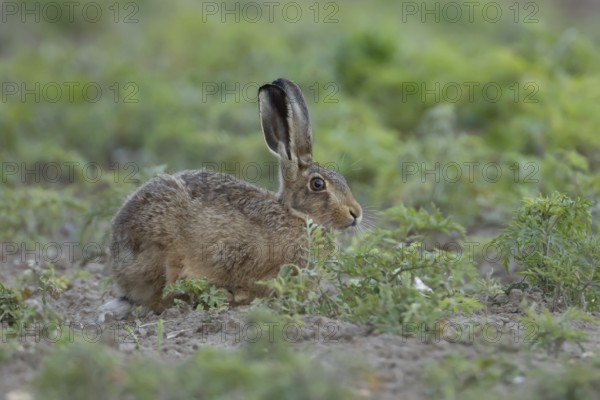 European brown hare (Lepus europaeus) adult animal in a farmland field in summer, England, United Kingdom