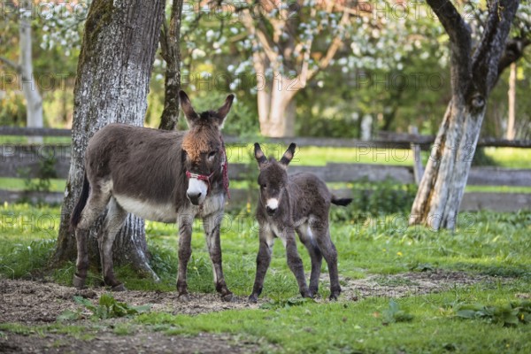 Donkey (Equus asinus), with foal in orchard, Upper Bavaria, Germany